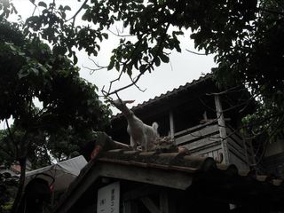 やねの上のヤギ2.JPG