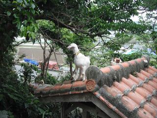 屋根の上のヤギ1.JPG