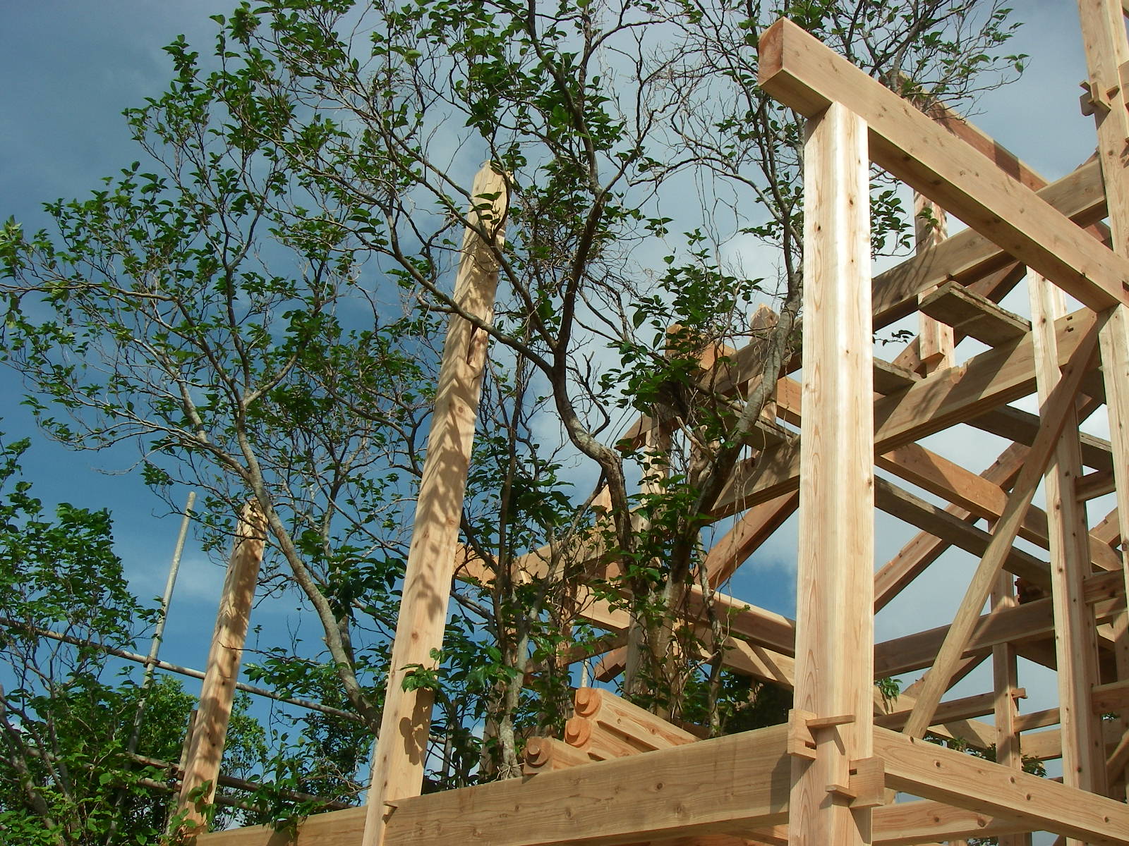 �����̎��؂��c�����x�����_